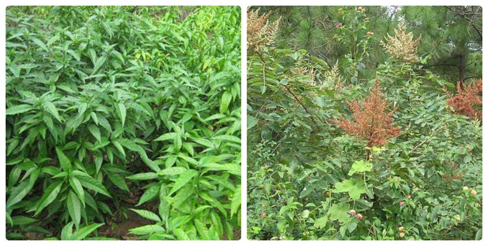 Lương y Hà Quốc Đoàn – trời sinh ra con người thì trời cũng sinh ra cây thuốc để cứu người